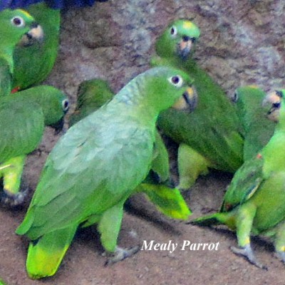 Mealy Parrot